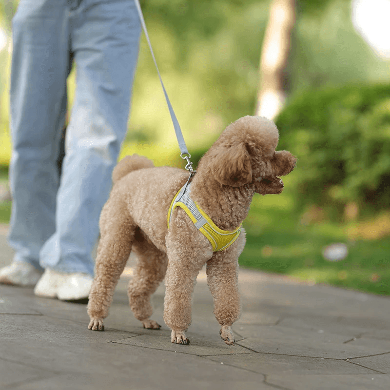 Arnês Do Cão Ajustável e Conjunto De Trela, Cães Pequenos, Cachorro, Colete De Gato, Buldogue Francês, Chihuahua, Pug Outdoor Walking Lead