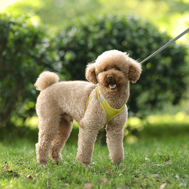 Arnês Do Cão Ajustável e Conjunto De Trela, Cães Pequenos, Cachorro, Colete De Gato, Buldogue Francês, Chihuahua, Pug Outdoor Walking Lead