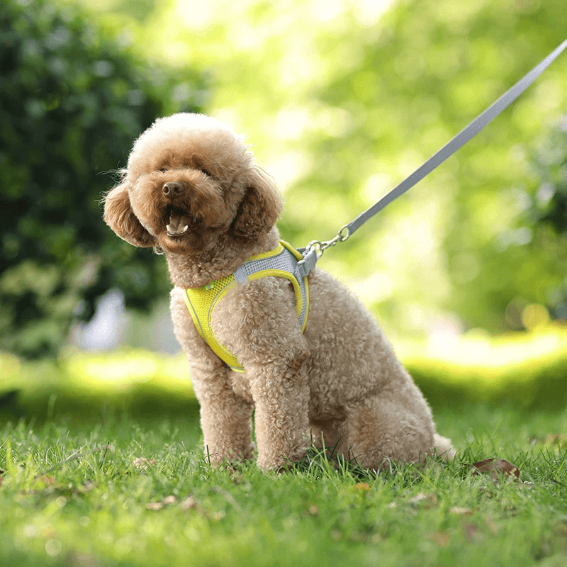 Arnês Do Cão Ajustável e Conjunto De Trela, Cães Pequenos, Cachorro, Colete De Gato, Buldogue Francês, Chihuahua, Pug Outdoor Walking Lead