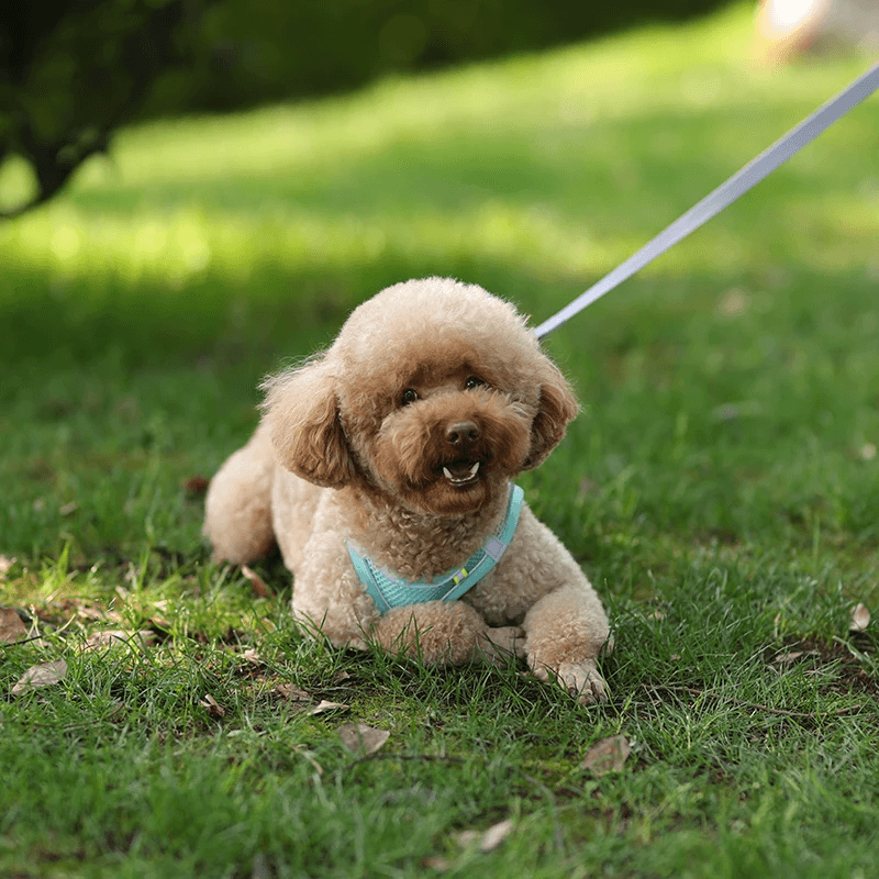 Arnês Do Cão Ajustável e Conjunto De Trela, Cães Pequenos, Cachorro, Colete De Gato, Buldogue Francês, Chihuahua, Pug Outdoor Walking Lead