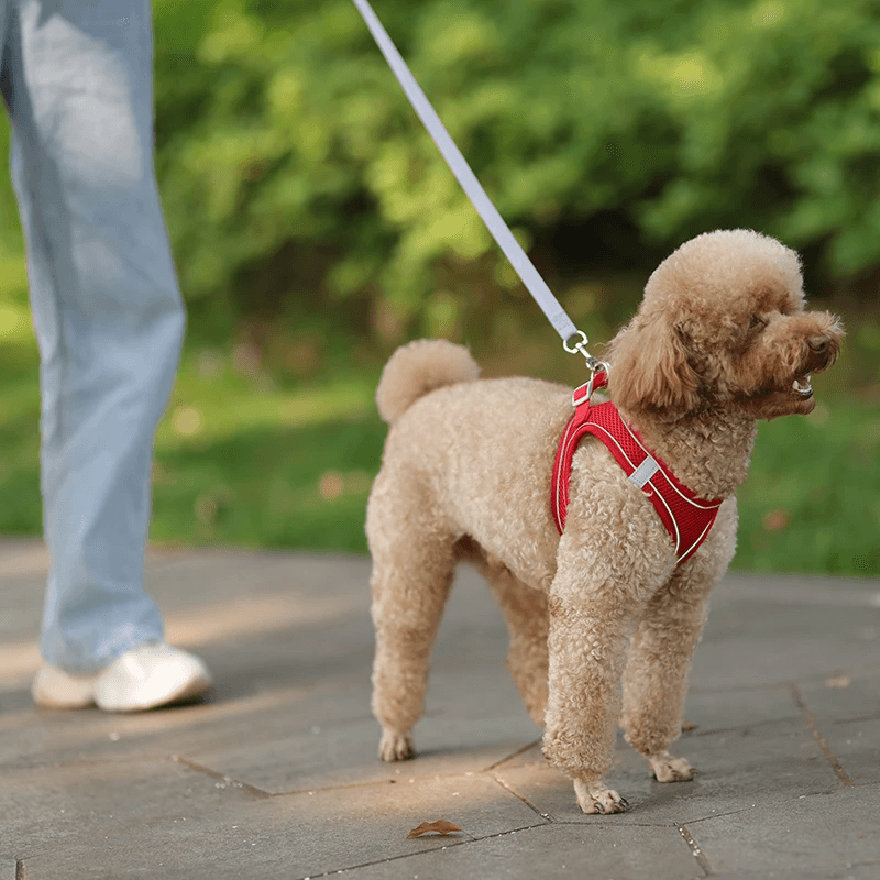 Arnês Do Cão Ajustável e Conjunto De Trela, Cães Pequenos, Cachorro, Colete De Gato, Buldogue Francês, Chihuahua, Pug Outdoor Walking Lead