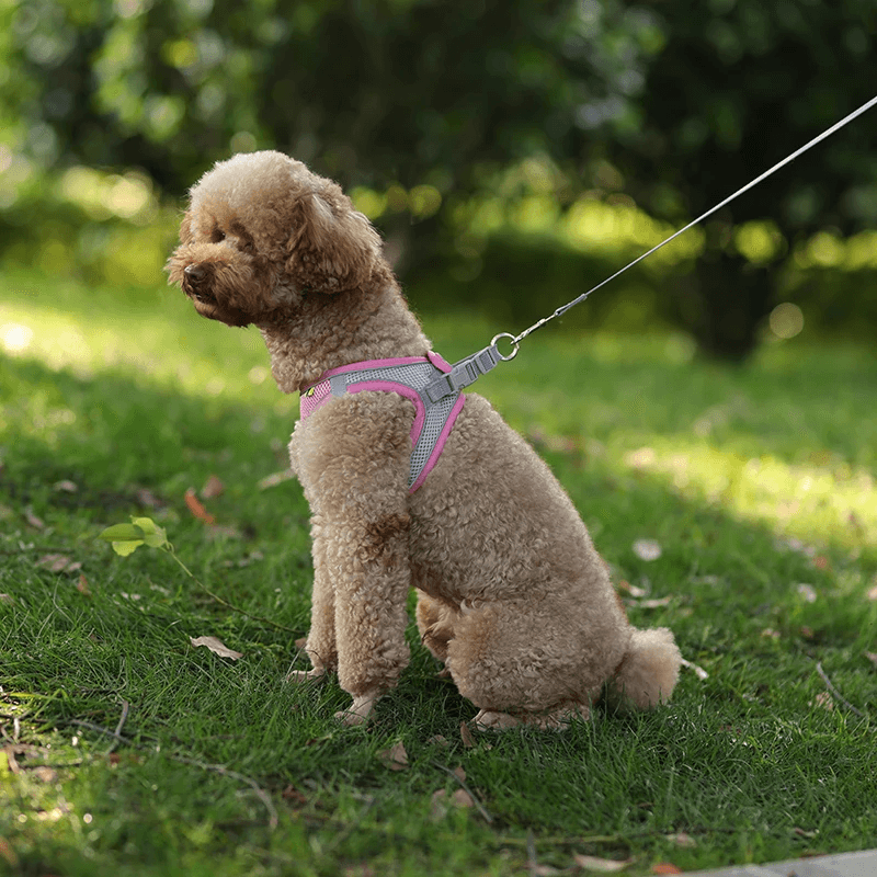 Arnês Do Cão Ajustável e Conjunto De Trela, Cães Pequenos, Cachorro, Colete De Gato, Buldogue Francês, Chihuahua, Pug Outdoor Walking Lead